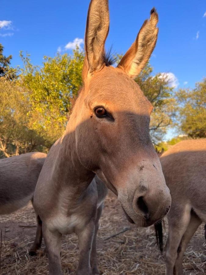 Casa Depau Villa Tertenìa Dış mekan fotoğraf